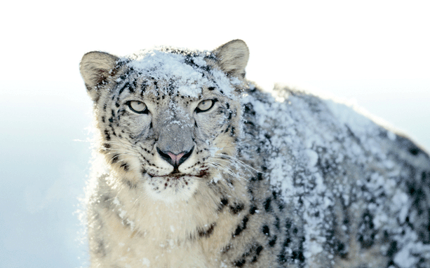 Apple OS X Snow Leopard